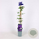 Clematis 'The President' 70 cm 2,0L