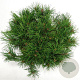 Pinus mugo pumilio 40-50 cm 7,5L