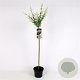Salix integra 'Hakuro-nishiki' 80 cm stam 4,0L