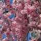 Prunus subh. 'Fukubana' 150-175 cm 20L
