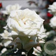 Rosa (P) 'Alaska' 200-250 cm 20L 3 stok