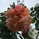 Rosa (K) 'Aloha' 200-250 cm 20L 3 stok