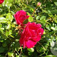 Rosa (K) 'Crimson Shower' 200-250 cm 20L 3 stok
