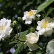 Rosa (K) Guirlande d' Amour 200-250 cm 20L 3 stok