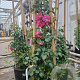 Rosa (K) Heidetraum PLUS 200-250 cm 20L 3 stok