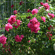 Rosa (K) Heidetraum PLUS 200-250 cm 20L 3 stok