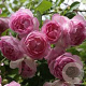 Rosa Jasmina 200-250 cm 20L 3 stok