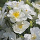 Rosa (K) 'Rambling Rector' 200-250 cm 20L 3 stok
