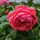 Rosa (K) Rosanna 200-250 cm 20L 3 stok