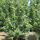 Acer campestre 200-250 cm met kluit solitair struik