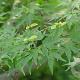 Acer palmatum 60-80 cm wortelgoed 2-jarig verplante zaailin 3 tak