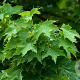 Acer platanoides 60-100 cm wortelgoed 1/0 1 jarige zaailing