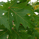 Acer saccharinum 60-90 cm wortelgoed 2-jarig verplante zaailin