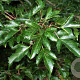 Acer tataricum ginnala 50-80 cm wortelgoed 2-jarig verplante zaailin 2-3 tak