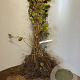 Alnus glutinosa 20-40 cm wortelgoed 1/0 1 jarige zaailing