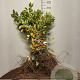 Amelanchier lamarckii 60-80 cm wortelgoed 3 jarig verplante zaailin 2 tak