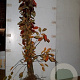 Amelanchier lamarckii 100-125 cm wortelgoed 3 jarig verplante zaailin 3 tak