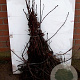 Amelanchier spicata 40-60 cm wortelgoed 3 jarig verplante zaailin
