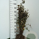 Berberis vulgaris 40-60 cm wortelgoed 3 jarig verplante zaailin 3 tak