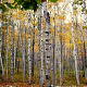 Betula papyrifera 100-120 cm wortelgoed 2-jarig verplante zaailin