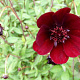 Cosmos atrosanguineus GM P9
