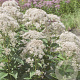 Eupatorium rugosum 'Snowball' GM P9