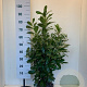 Prunus l. 'Novita' 60-80 cm met kluit