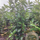Prunus l. 'Novita' 60-80 cm met kluit