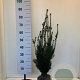Taxus media 'Hillii' 50-60 cm met kluit