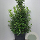 Viburnum tin. 'Eve Price' 80-100 cm 40L