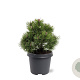 Pinus mugo 'Mops' 25-30 cm 5,0L