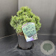 Pinus mugo 'Mops' 25-30 cm 5,0L
