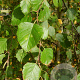 Betula pubescens 20-40 cm wortelgoed 1/0 1 jarige zaailing