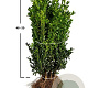 Buxus sempervirens 25-30 cm wortelgoed 0/2