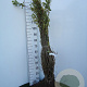 Caragana arborescens 15-30 cm wortelgoed 1/0 1 jarige zaailing