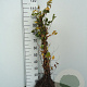 Carpinus betulus 30-50 cm wortelgoed 1/0 1 jarige zaailing