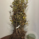 Carpinus betulus 125-150 cm wortelgoed 3 jarig verplante zaailin vertakt