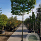 Liquidambar styraciflua 200 cm stam container 18-20 leiboom