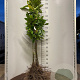 Castanea sativa 175-200 cm wortelgoed