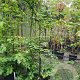 Parrotia persica 175-200 cm container meerstammig