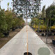 Photinia fraseri 'Red Robin' 200 cm stam container 16-18 lei 150x150