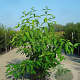 Chimonanthus praecox 80-100 cm 12L
