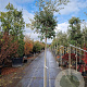 Quercus ilex 12-14 HO container lei 120x150 200 cm stam