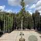 Quercus ilex 160 cm stam container 10-12