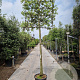 Quercus ilex 200 cm stam container 8-10 lei 150x120