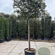 Quercus ilex 200 cm stam container 20-25 lei 125x150