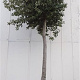 Quercus ilex 200 cm stam container 35-40
