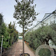 Quercus ilex 200 cm stam container 35-40