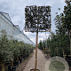 Quercus ilex 220 cm stam container 30-35 lei 150x150