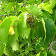 Corylus colurna 50-80 cm wortelgoed 1/1